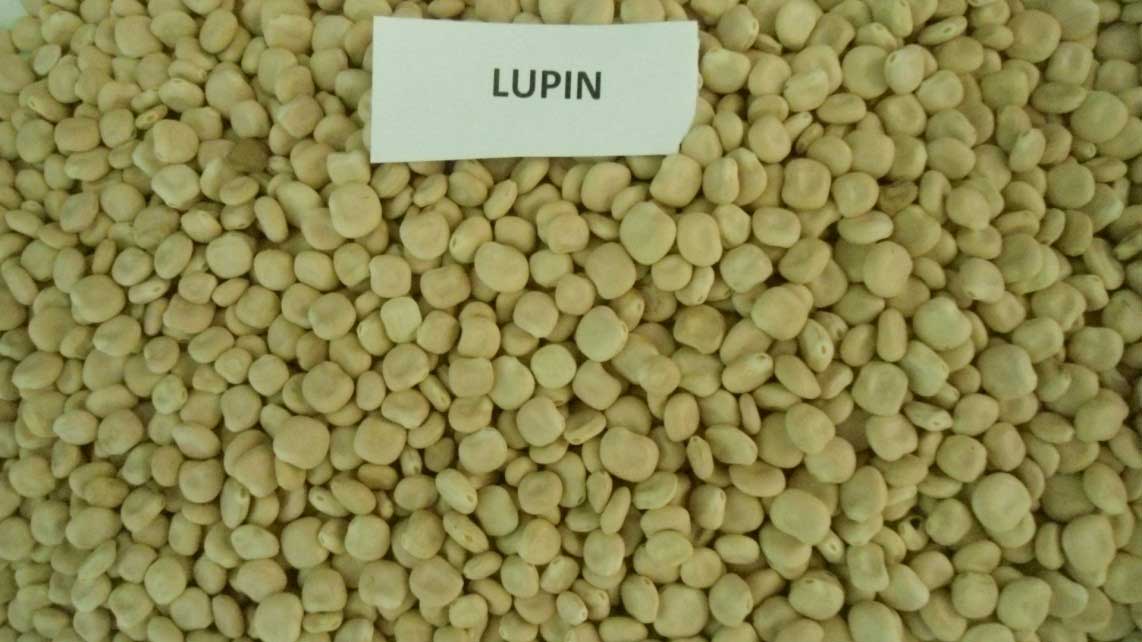 Lupine
