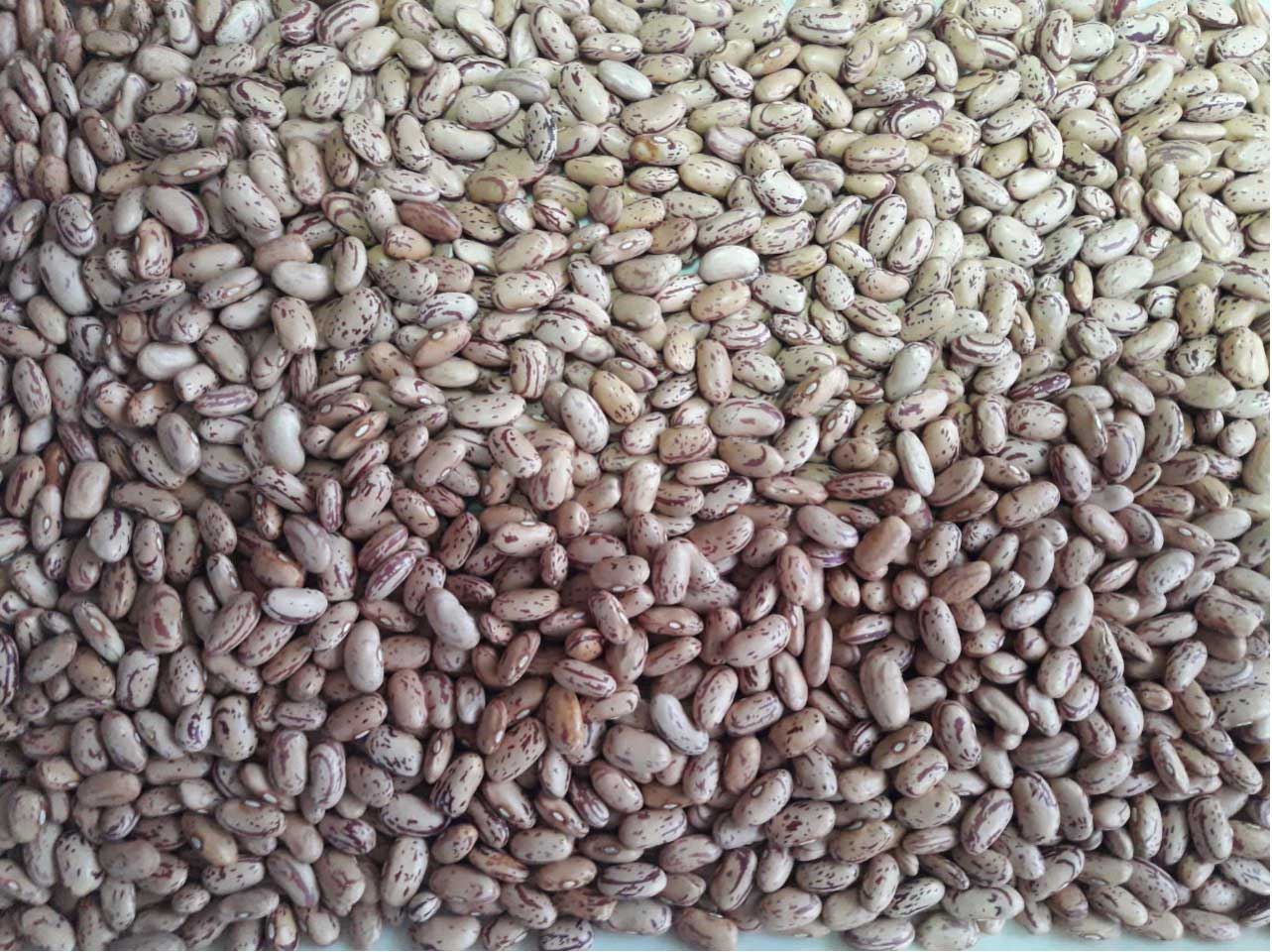 Light specked Kidney Beans