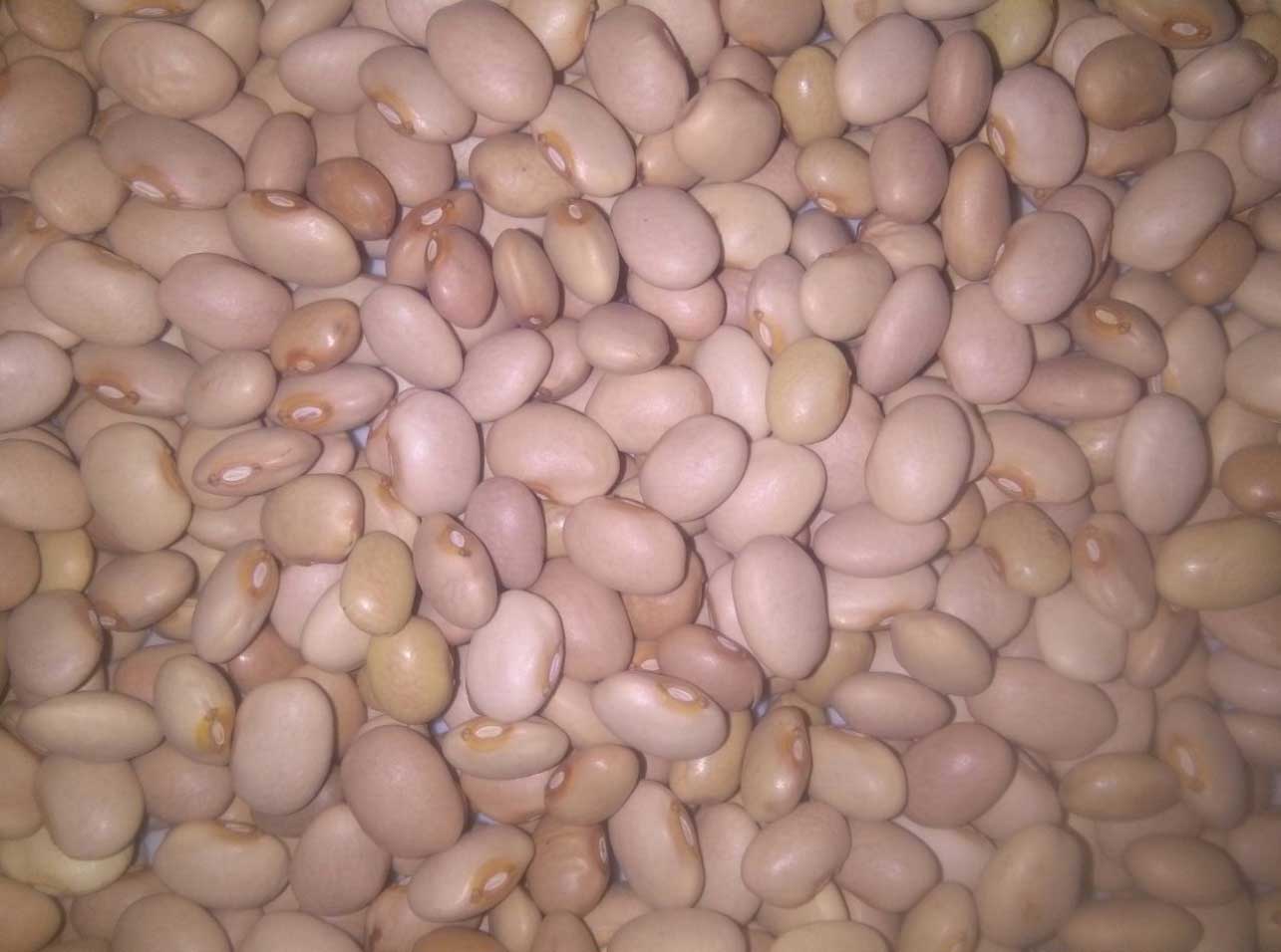 Large light Brown Kidney Beans