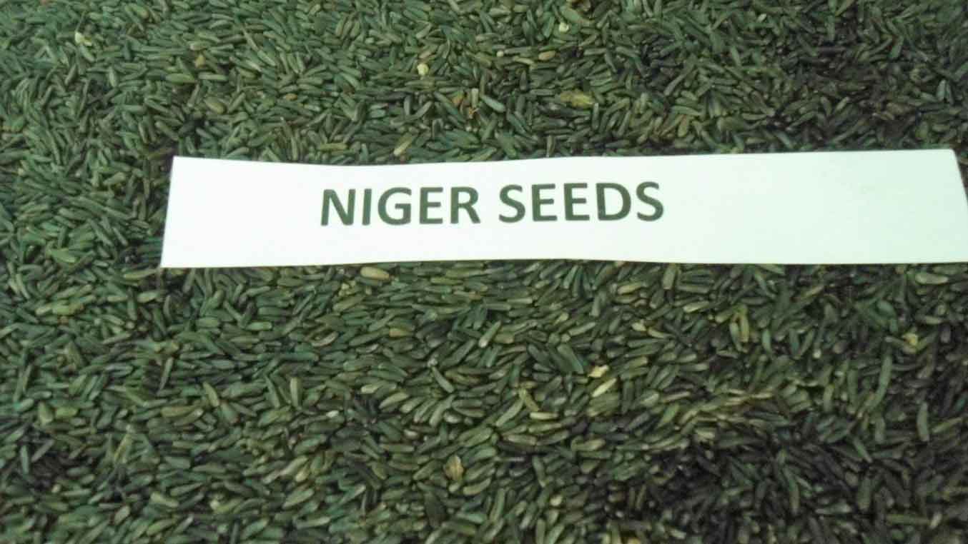 Niger seed 