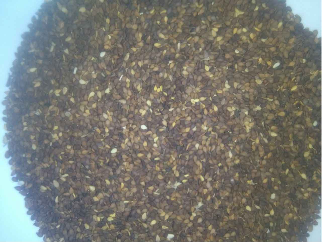 Reddish Sesame Seed