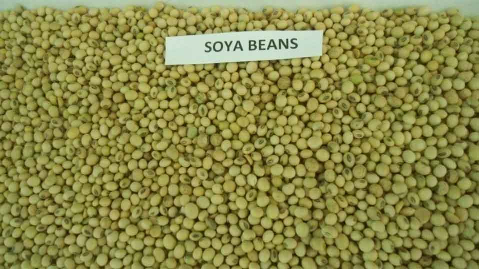   Soya Bean Non-GMO