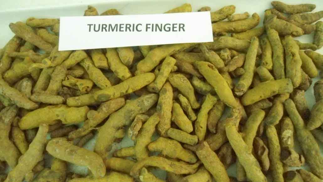 Turmeric Finger  