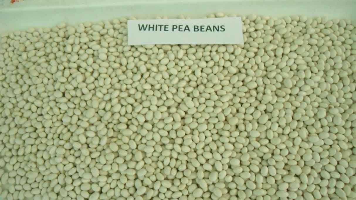 white pea beans