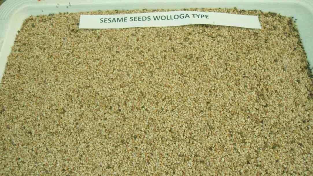 Wollega sesame seed